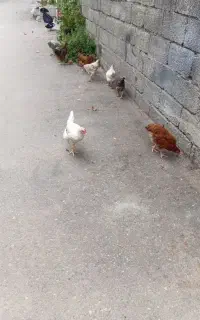 فروش جوجه نیمچه