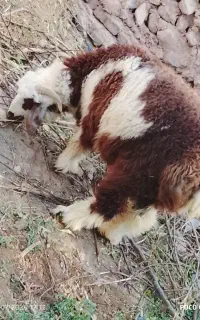 میش بره شال افشار جمر زا