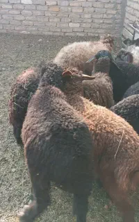 بره علفخور