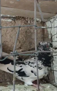 باخت دیروز حومه قیدار