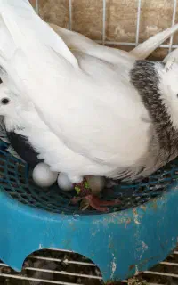 پرنده