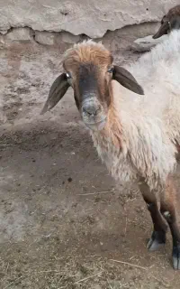 میش برای فروش