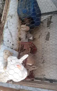 خرگوش نر و ماده به همراه ۴ بچه خرگوش بازیگوش