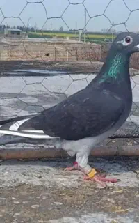 مجسمه کبوتر