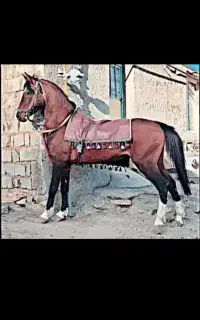 اسب باری