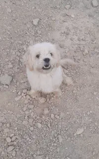سگ پاکوتاه نر معاوضه