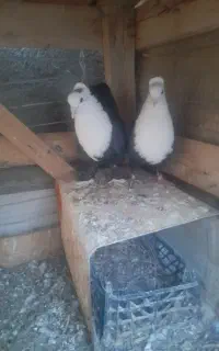 یک جفت کله سفید کاکل