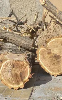 بریدن وهرس درخت خشک