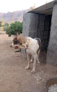 سگ پژدرماده۹ماهه اصل