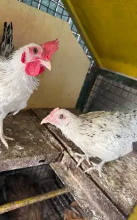 مرغ و خروس سبرایت