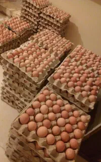 فروش تخم مرغ محلی نطفه دار نژاد گلپایگانی