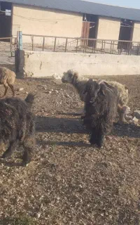دوبور کشتی و داشتی