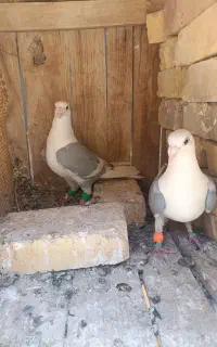 کبوتر