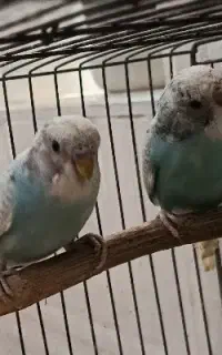 دو جفت مرغ عشق