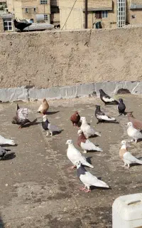 کبوتر