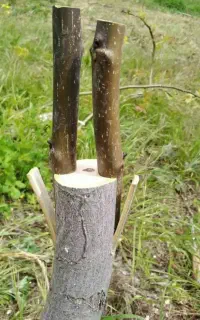 پیوند درختان