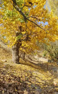 طبیعت گردی(تور یک روزه دیزباد)