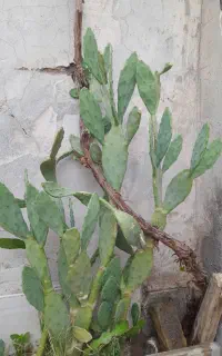 گل کاکتوس