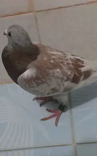 کبوتر ۲ میلون پلاک دار