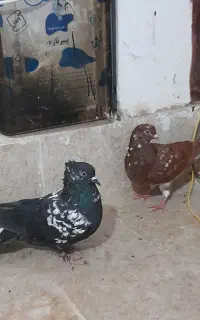کبوتر