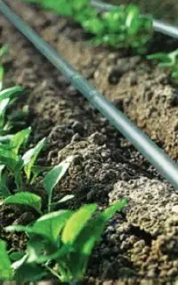 طراحی و اجرای ابیاری قطره ای و بارانی