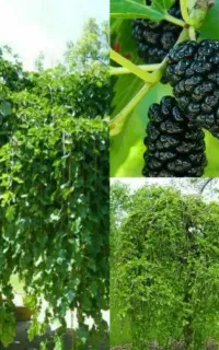 فروش انواع نهال مرغوب با  بهترین قیمت