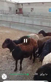 بره افشاری راهی ) پای پروار