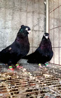 سیاه آبادانی