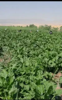 سرکارگر کشاورزی
