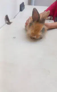 خرگوش