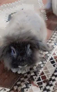 3 عدد خرگوش لوپی اصل بزرگ