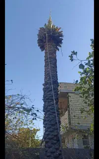 قطع درخت نخل وکنار وانبه و درختان مزاحم داخل خونه