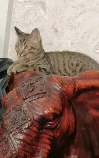 واگذاری گربه نژاد DSH