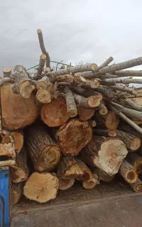 خرید و فروش انواع چوب