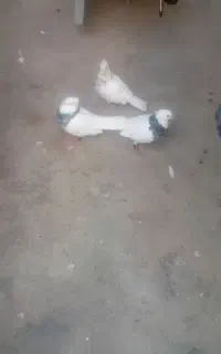 کبوترطوقی الماسی پاک پاک