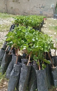 نهال انگور
