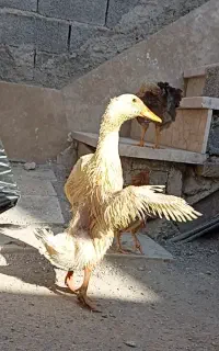 نیمچه اردک