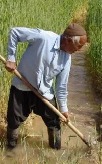 سرکارگری نیرویه کار کشاورزی