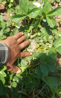 نشاء توت فرنگی رقم پاروس . پا کوتاه