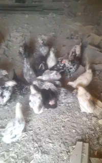 مرغ گلین تخم گذار