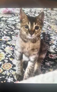 گربه مون گم شده