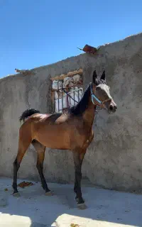 مادیان