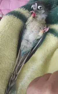 پرنده گمشده