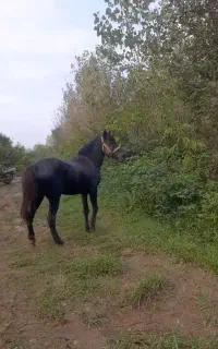 نریان باری سواری ۸سال