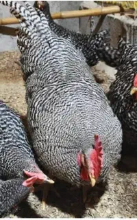 جوجه مرغ و خروس آمروک یا پلیموت راک