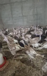 بوقلمون