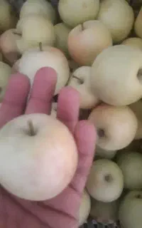 سیب بهاری ارگانیک ابدار