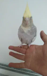 عروس هلندی نر