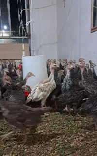 نیمچه بوقلمون برنز انگلیسی ۷۵ روزه