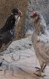 تخم نطفه دار نطفه زنی ۱۰۰درصد